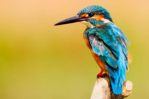 kingfisher, bird, close up-2046453.jpg